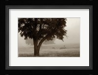 Calm Mist no Limb Fine Art Print