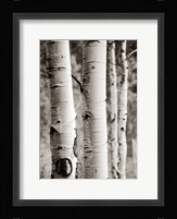 Aspens I Fine Art Print