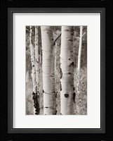 Aspens II Framed Print
