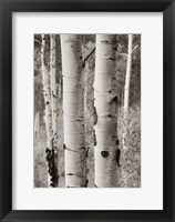 Aspens II Fine Art Print