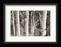 Aspens  IV Fine Art Print