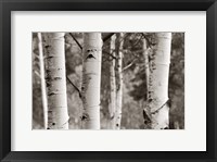 Aspens  IV Fine Art Print