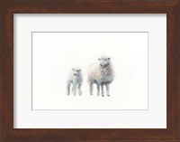 Sheep and Lamb Fine Art Print
