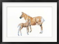 Horse and Colt Fine Art Print