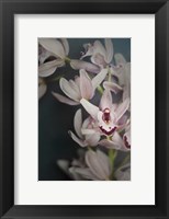 Dark Orchid II Fine Art Print