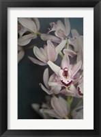 Dark Orchid II Fine Art Print