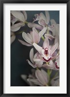 Dark Orchid II Fine Art Print