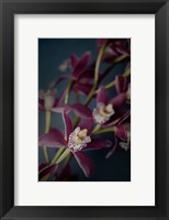 Dark Orchid III Fine Art Print