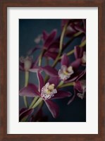 Dark Orchid III Fine Art Print