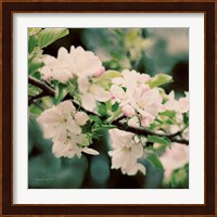 Apple Blossoms I Fine Art Print