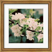 Apple Blossoms I Fine Art Print