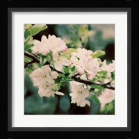 Apple Blossoms I Framed Print