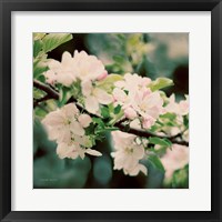 Apple Blossoms I Fine Art Print