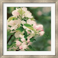 Apple Blossoms II Fine Art Print