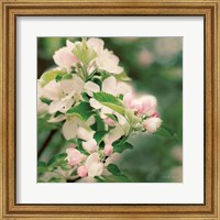 Apple Blossoms II Fine Art Print