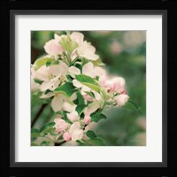 Apple Blossoms II Framed Print