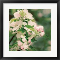 Apple Blossoms II Fine Art Print