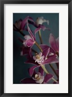 Dark Orchid IV Fine Art Print