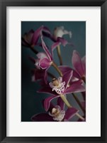 Dark Orchid IV Fine Art Print