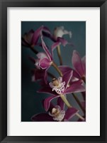 Dark Orchid IV Fine Art Print
