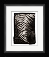 Fern II Fine Art Print