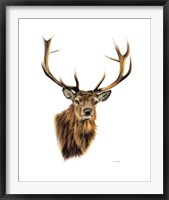 Stag White Background Fine Art Print