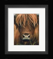 Cow Portrait Fine Art Print