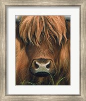 Cow Portrait Fine Art Print