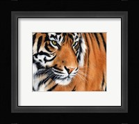 Tiger Crop Fine Art Print
