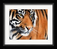 Tiger Crop Fine Art Print