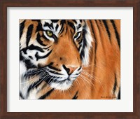 Tiger Crop Fine Art Print