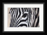 Zebra Eyes Fine Art Print