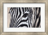 Zebra Eyes Fine Art Print