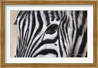 Zebra Eyes Fine Art Print