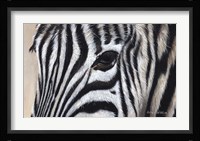 Zebra Eyes Fine Art Print