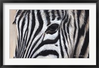 Zebra Eyes Fine Art Print