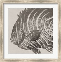 Vintage Fish II Fine Art Print