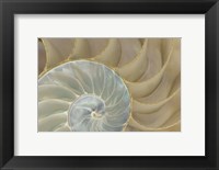 Soft Nautilus Fine Art Print