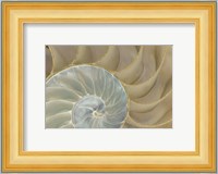 Soft Nautilus Fine Art Print