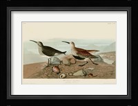 Red Backed Sandpiper Fine Art Print