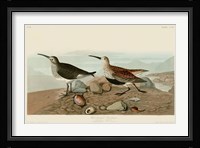 Red Backed Sandpiper Fine Art Print