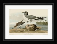 Fork-Tailed Gull Fine Art Print