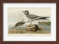 Fork-Tailed Gull Fine Art Print