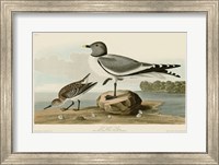 Fork-Tailed Gull Fine Art Print