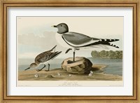 Fork-Tailed Gull Fine Art Print