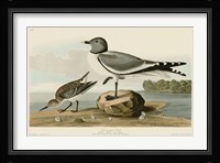 Fork-Tailed Gull Fine Art Print