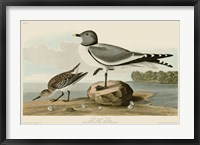 Fork-Tailed Gull Fine Art Print