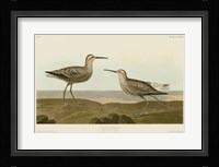 Long-Legged Sandpiper Fine Art Print