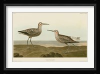 Long-Legged Sandpiper Fine Art Print