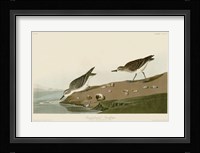Semipalmated Sandpiper Fine Art Print